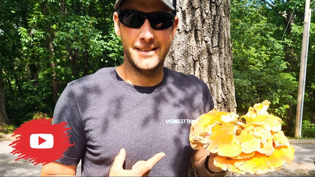 How to Cook Chicken of the Woods Mushroom!
