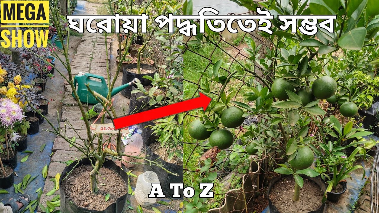 Amazing Home Remedies For Lemon Trees,Producing Abundant Flowers , Fruits & Quality || Fruit Plant |