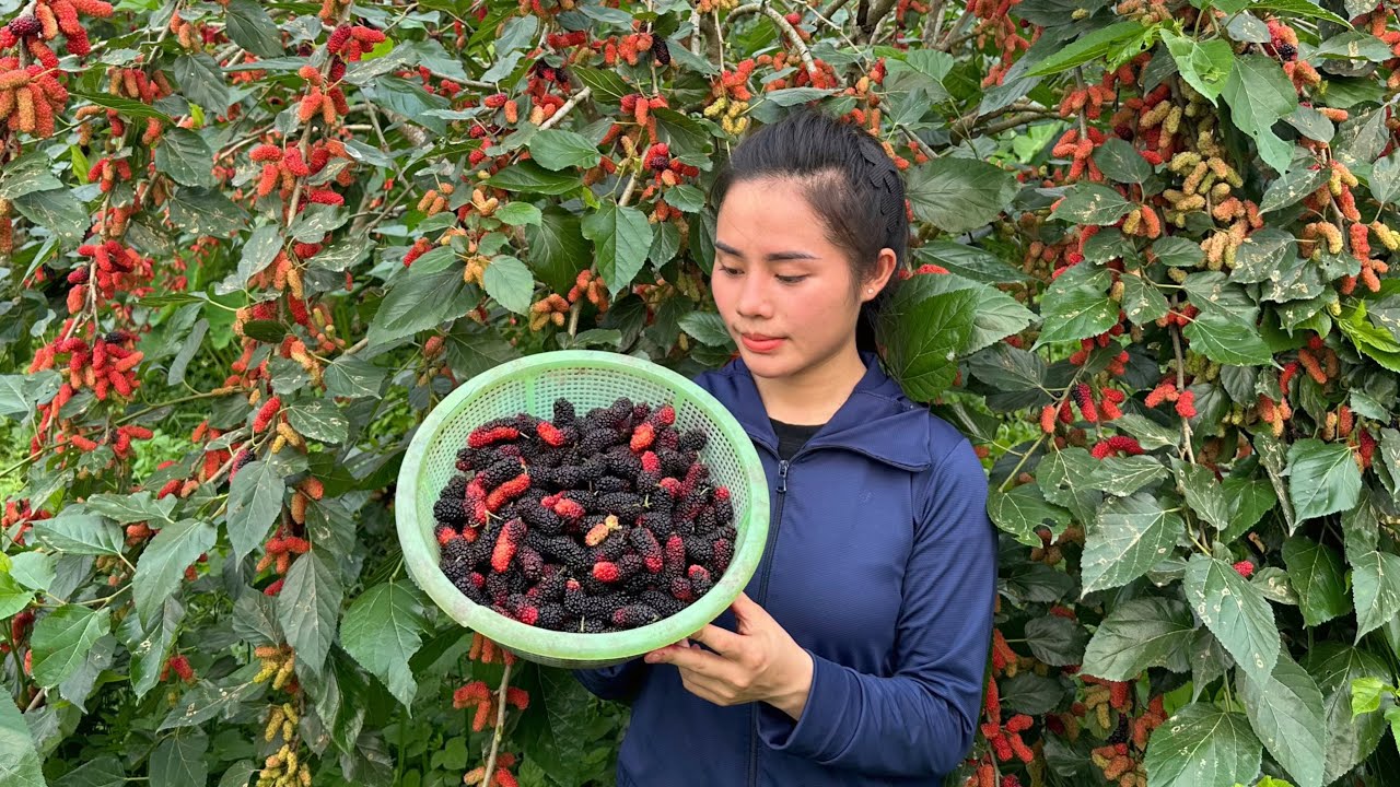 How to make mulberry syrup, harvest chicken eggs, fresh spinach, and gourds to sell at the market