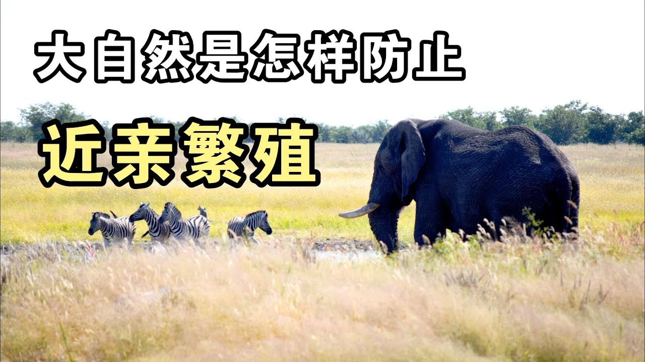 大自然是怎样防止近亲繁殖