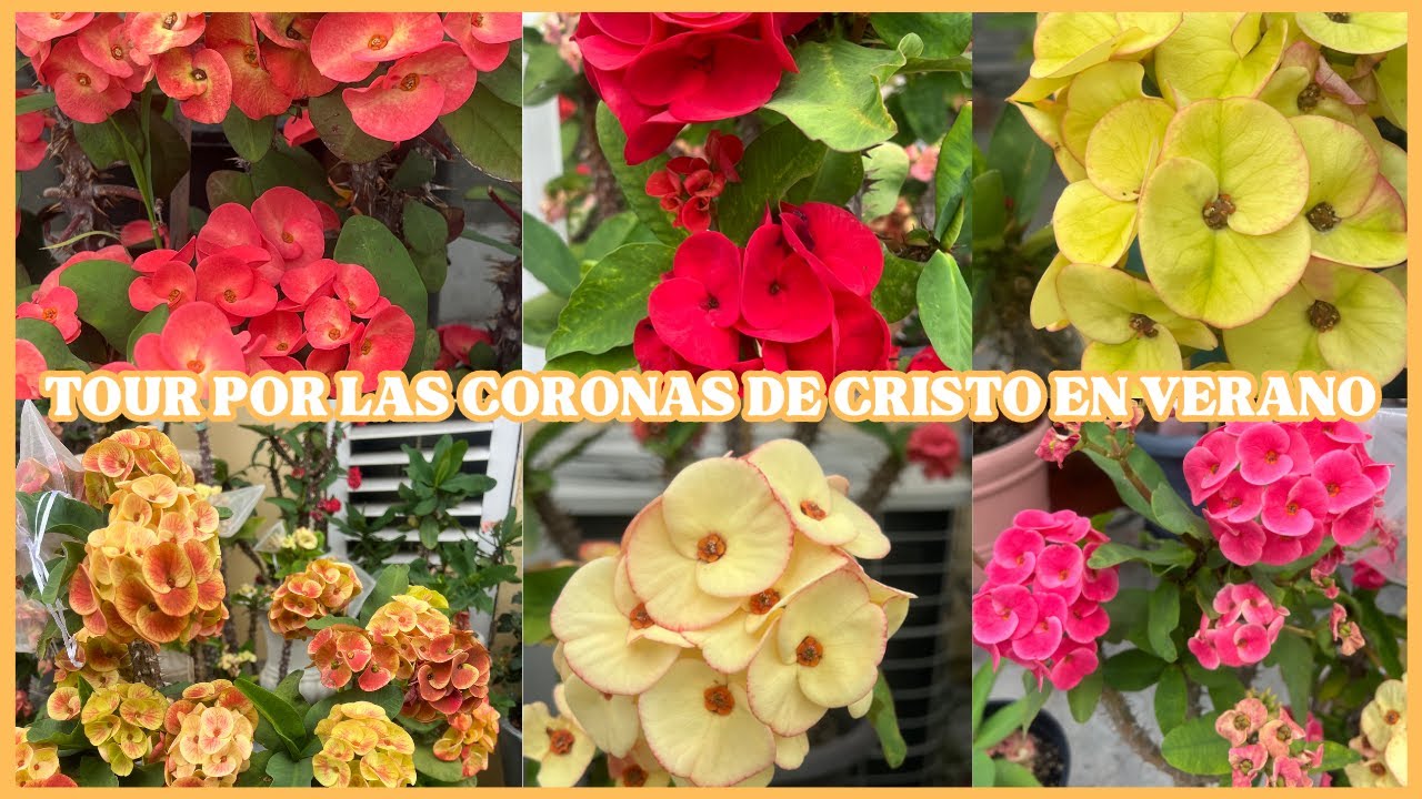 TOUR POR LAS CORONAS DE CRISTO EN VERANO