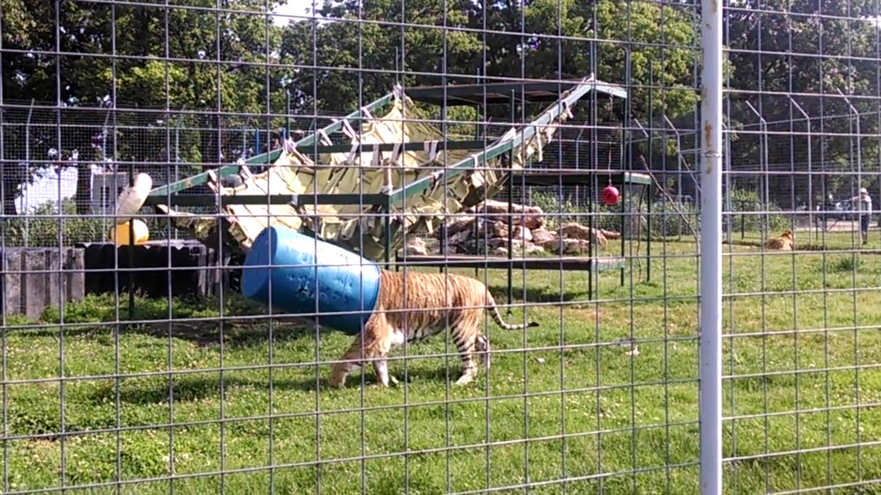 Funny Ti-Liger Likes To Wear Barrel As A Hat