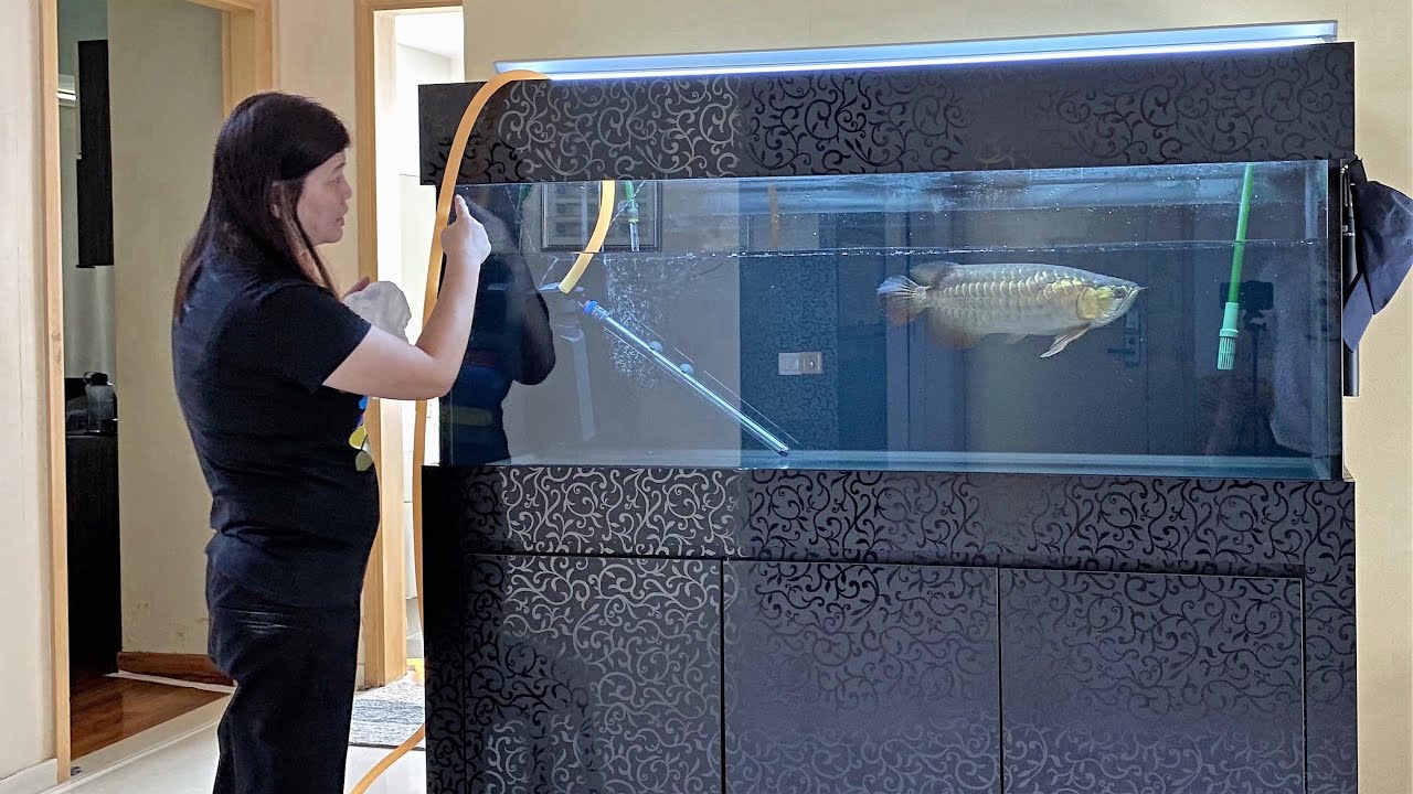 LIOW VIDEO: Washing Arowana Tank (Iphone 11pro max video) 清洗龙鱼缸