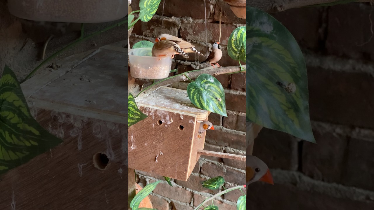 Finches Returning to Their Nests | Breeding Season in Full Swing 🕊️
