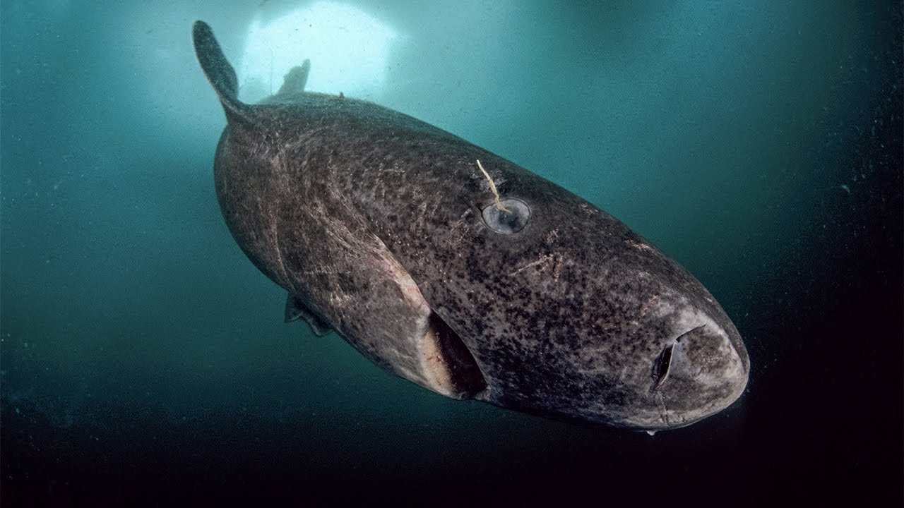 Tiefseemonster: Begegnungen in den dunkelsten Regionen der Meere