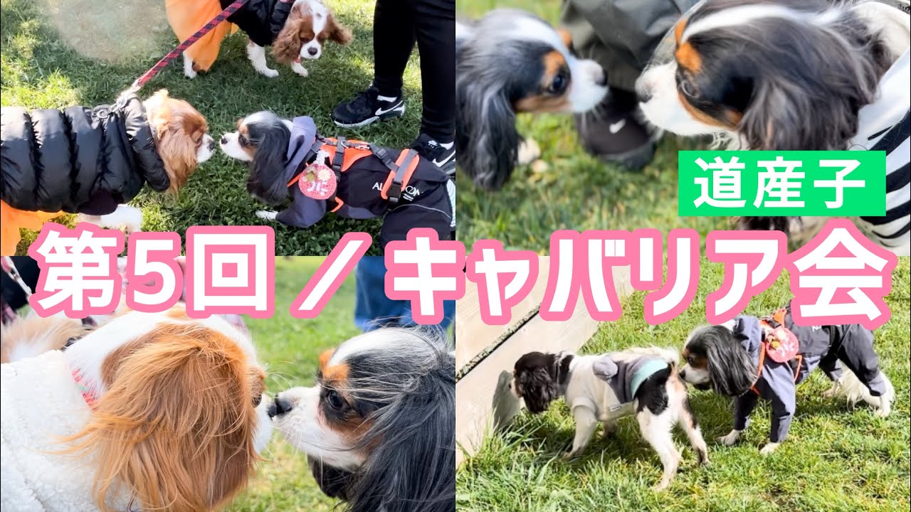【道産子キャバ会】100頭以上！キャバリア大集合！！！(4歳11ヶ月)