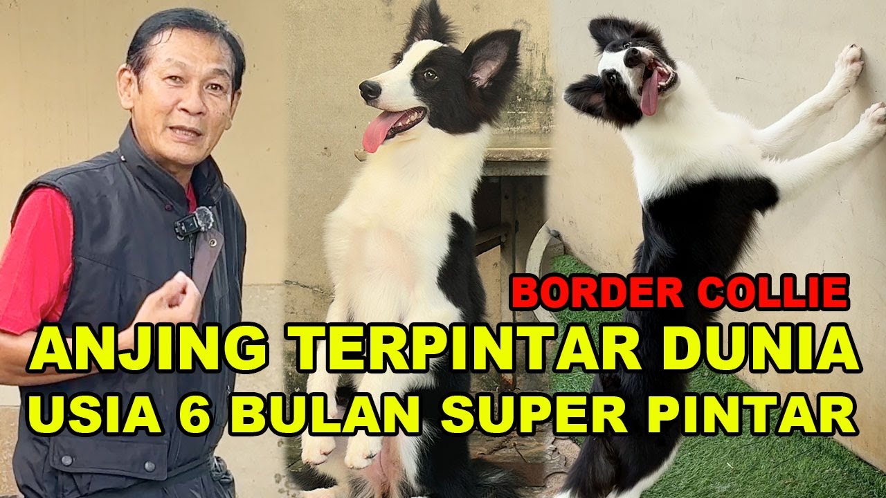 Anjing Terpintar Dunia Baru 6 Bulan Sudah Jago Banget - Border Collie