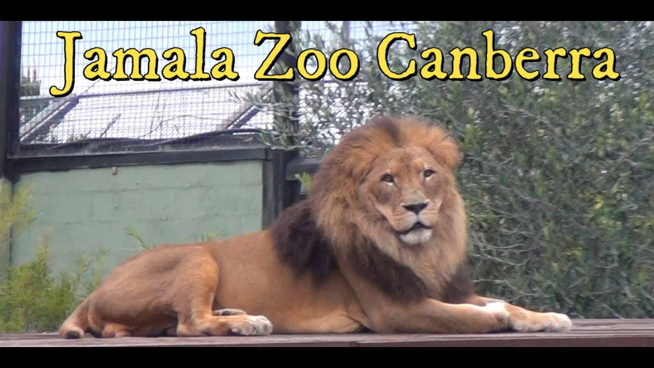 The National Zoo and  Aquarium Canberra , Part 1 - Sue, Luke and I pay a Visit..
