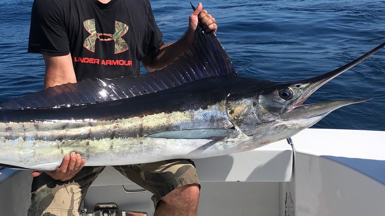Marlin Fishing Cabo San Lucas Mexico ( 7 Marlin )