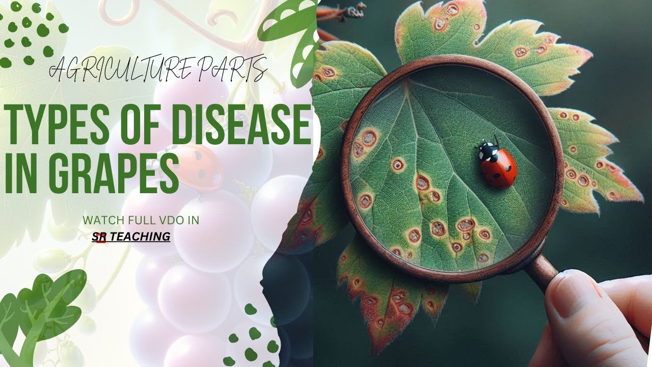 DISEASES OF GRAPEVINE