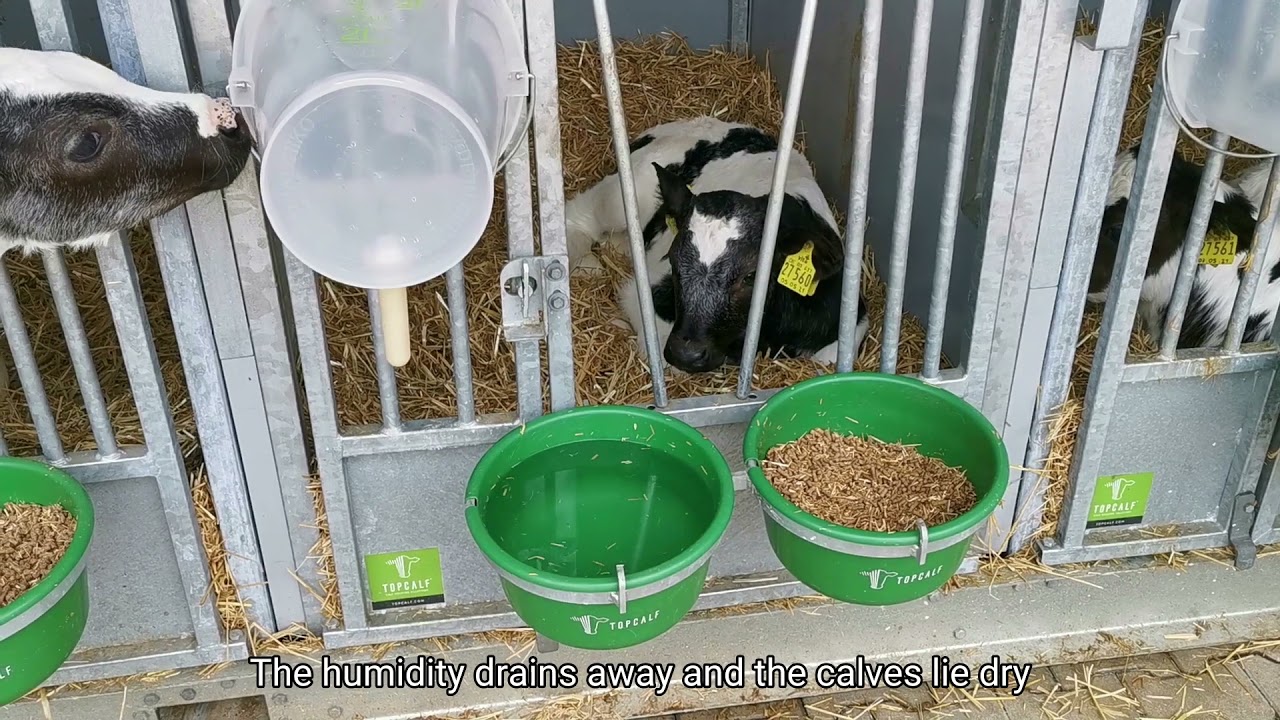 Topcalf Calf Housing at Family Ter Bogt (Germany)