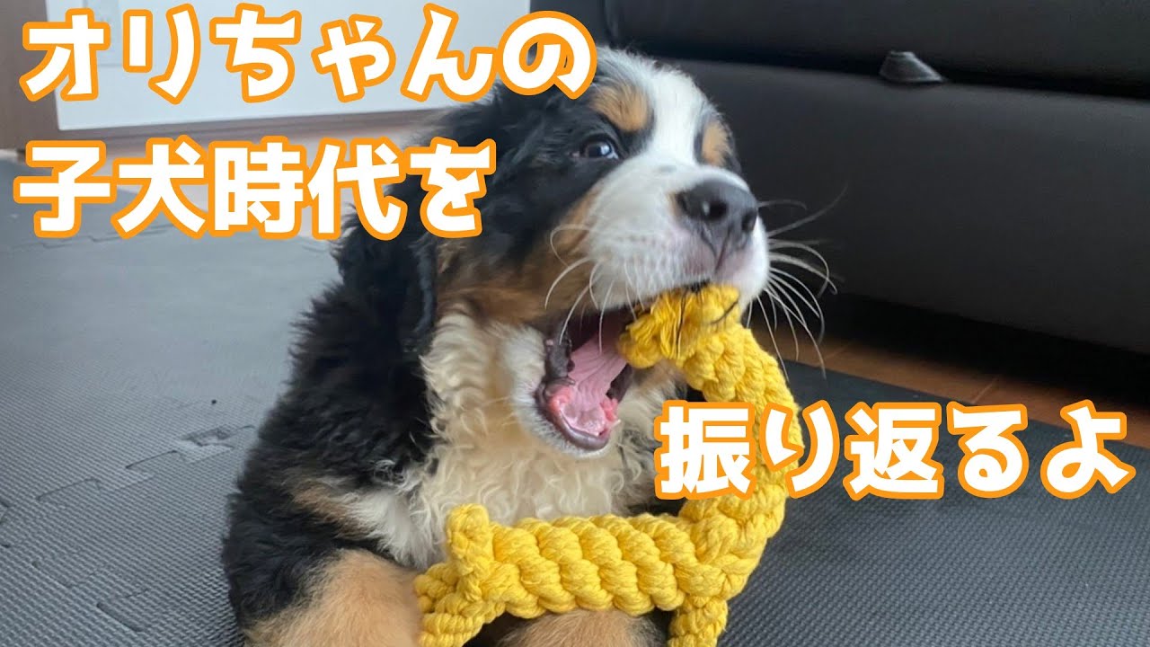 バーニーズマウンテンドッグの子犬時代を振り返るだけの動画