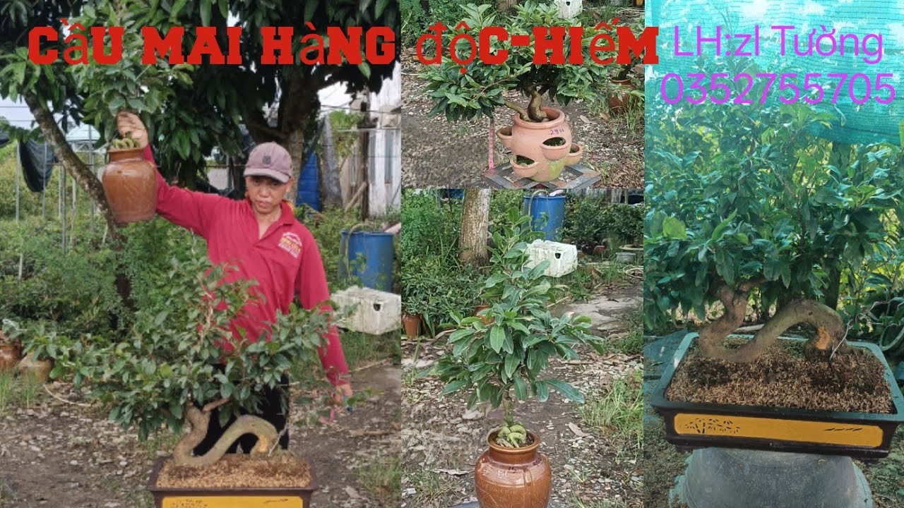 Cầu mai hàng độc-hiếm, mai chơi tết 2026 LH: zl Tường 0352755705