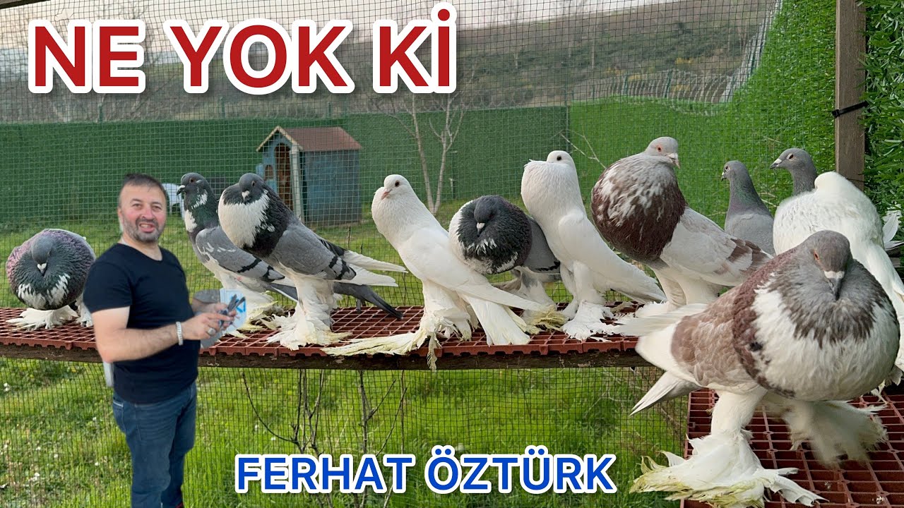 GÜVERCİNDE ZİRVEDE GÖZÜ OLANLAR KEYİFLE İZLESİN AVRUPA DAN YİNE ÇOK KALİTELİ IRKLAR
