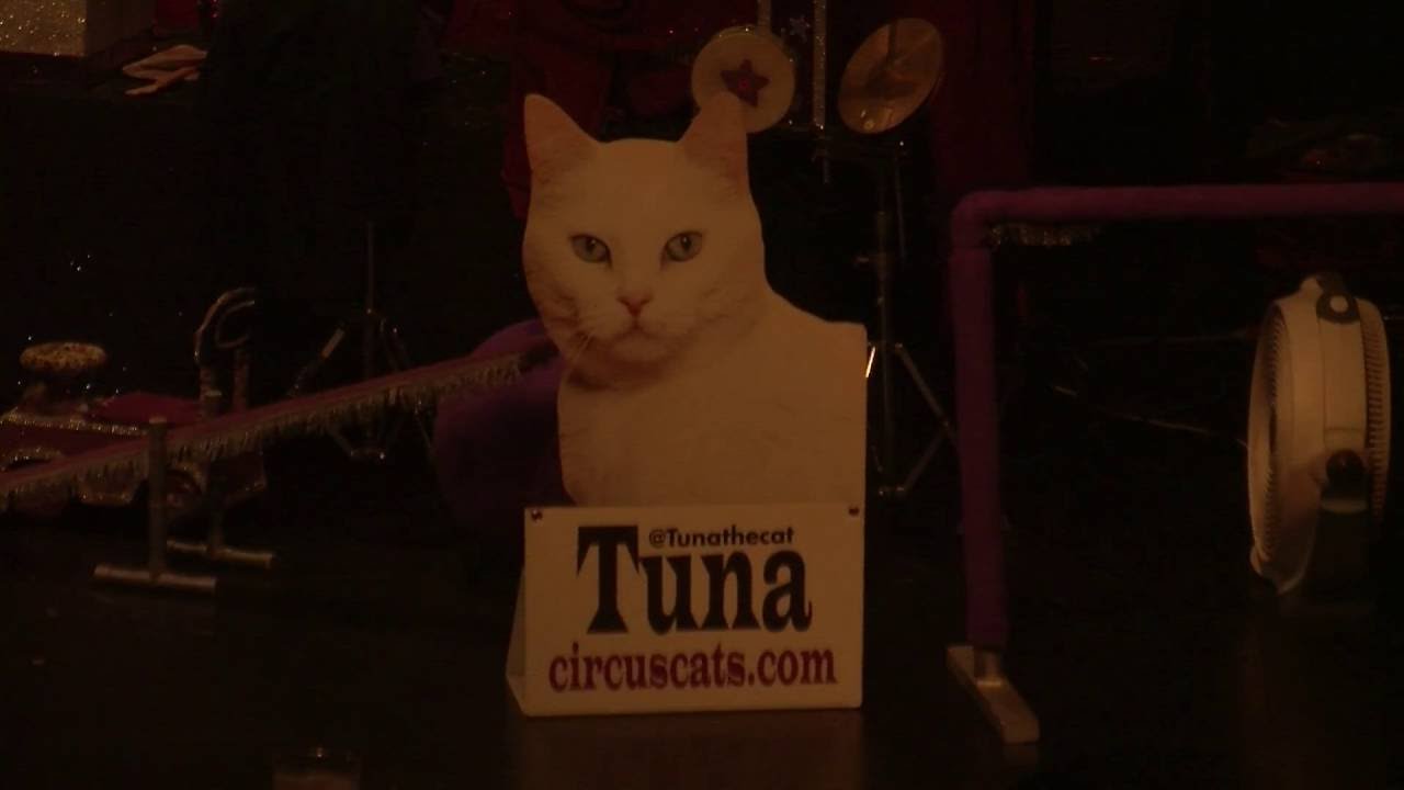 Arco-Cats make &lsquo;paw-sitive&rsquo; impact, encourage people to adopt animals