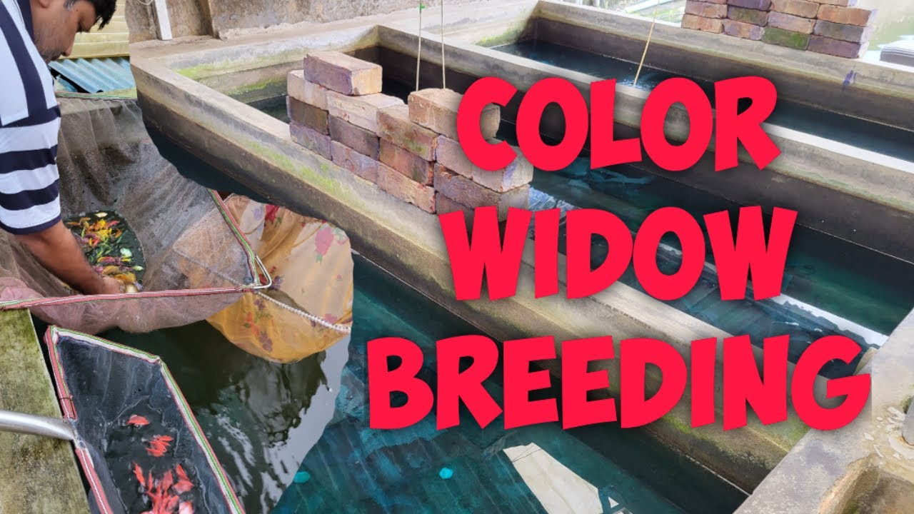 Color Widow Tetra Fish Breeding Step by Step