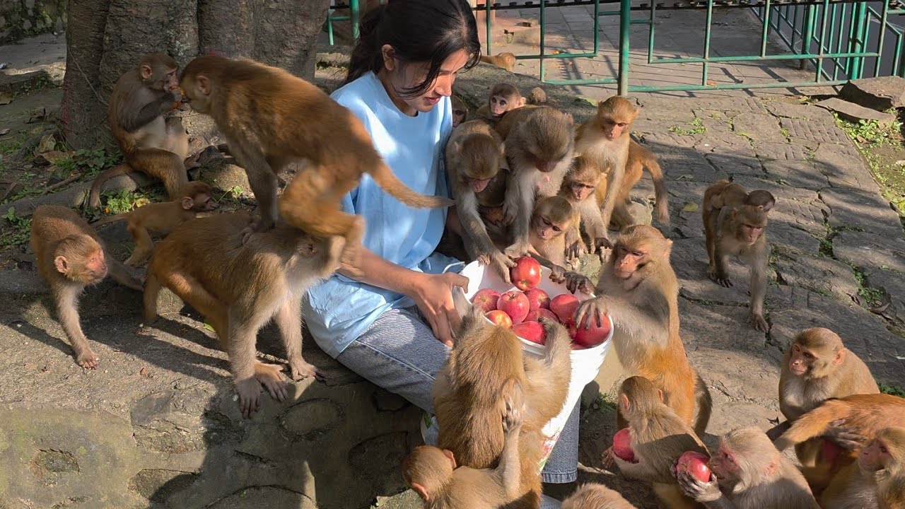 Monkeys feasted on bananas and apples with full excitement