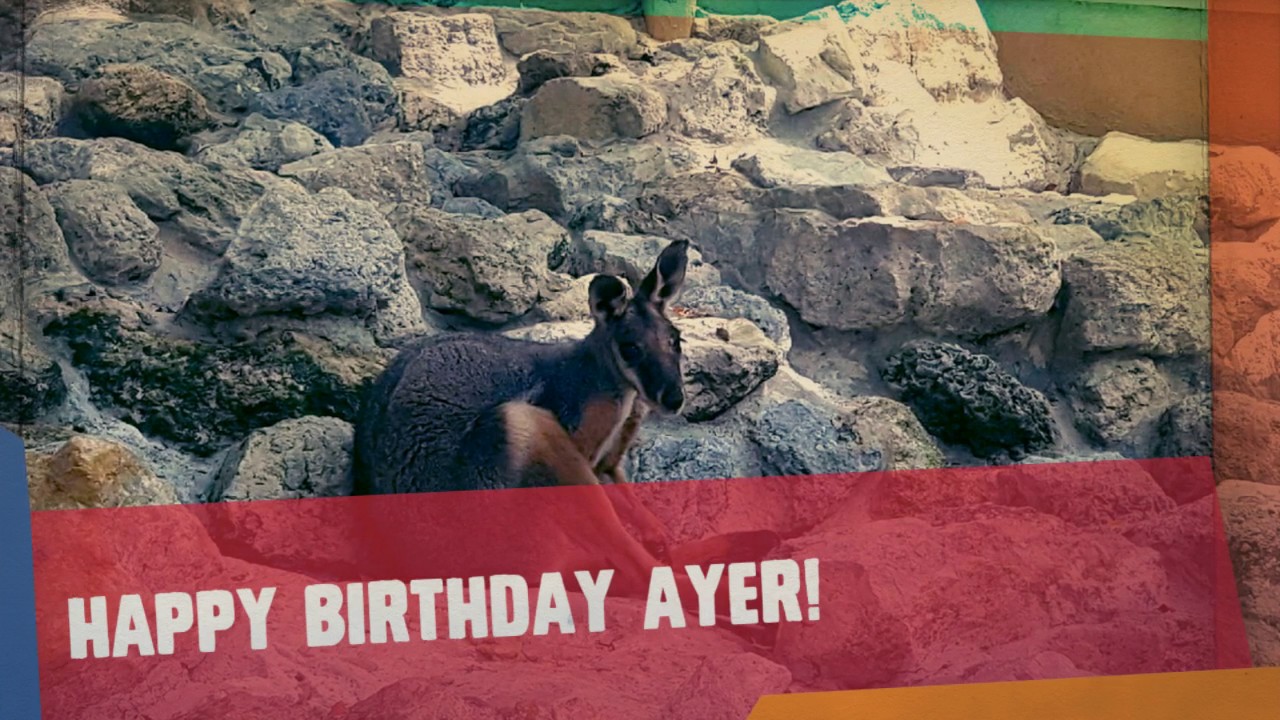 Happy 10th Birthday to Ayer: Yellow-footed Rock Wallaby