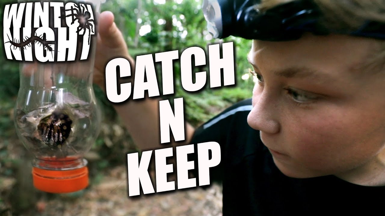 Catch N Keep - Spiders/Centipedes #1