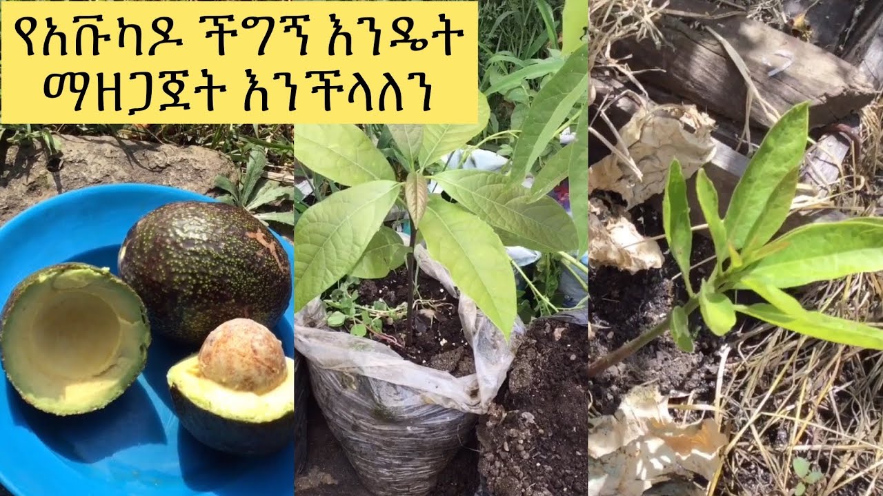 የአቮካዶ ችግኝ እንዴት ማዘጋጀት እንችላለን/How to Grow Avocado From Seed