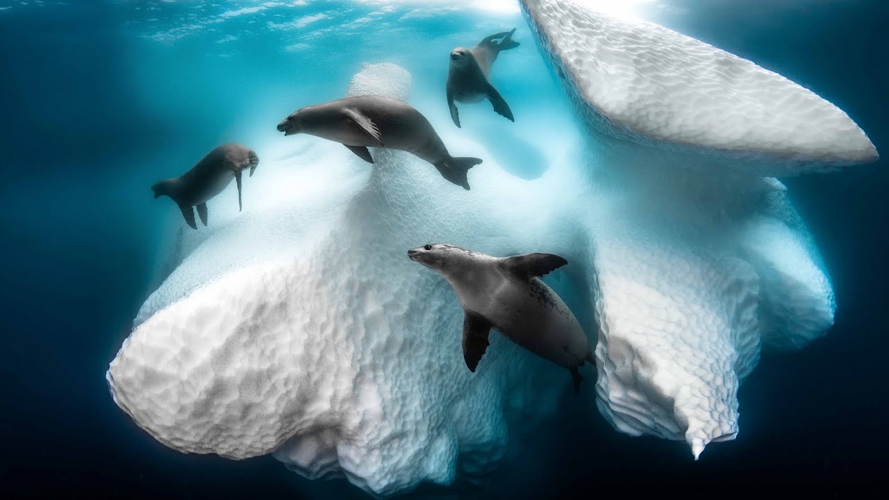 Antarctica Trailer - Greg Lecoeur - Florian Fisher - Guillaume Nery