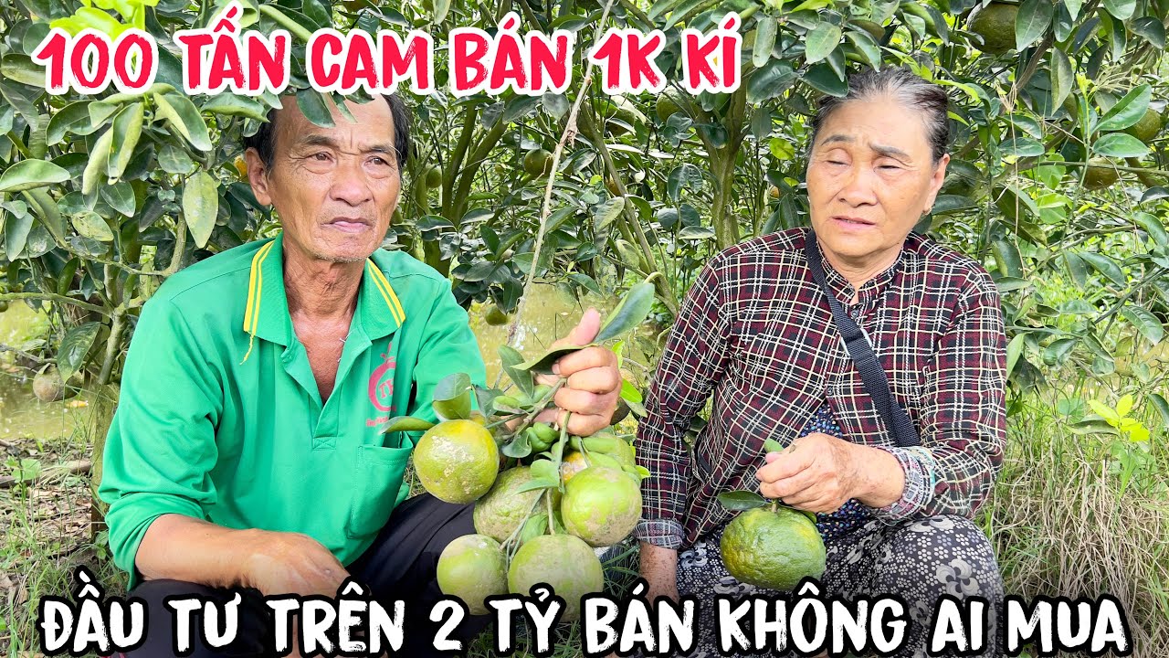 đầu tư trên 2 tỷ giờ cam bán 1 nghìn đồng 1 kí không ai mua 