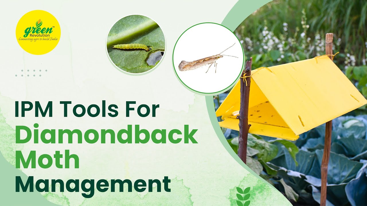 Effective Pheromone for DiamondBack moth | Cabbage moth | Plutella xylostella | DBM Life cycle.
