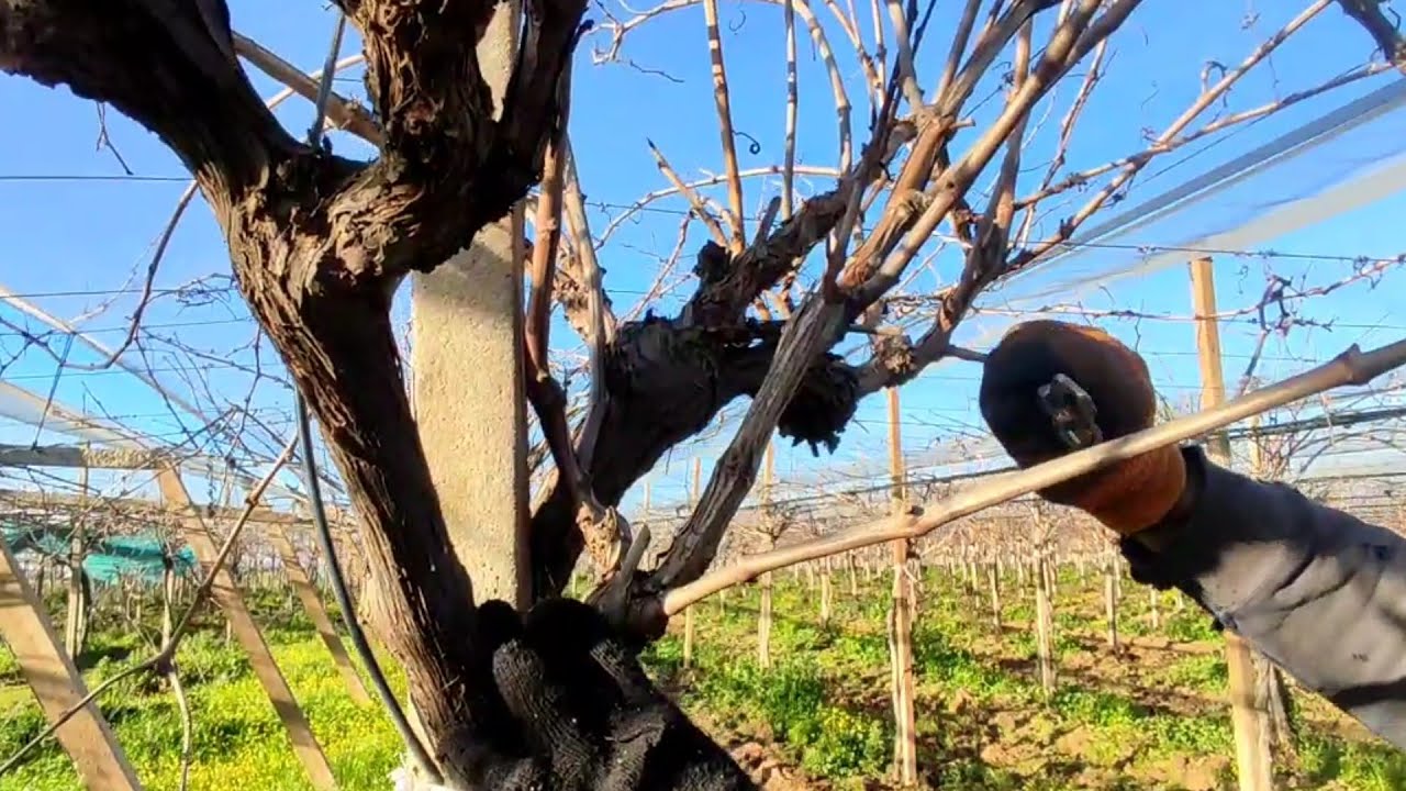 كيفية تقليم شجرة العنب للمبتدئين1 شجرة الموسكا 🍇فوق الأربع سنوات
