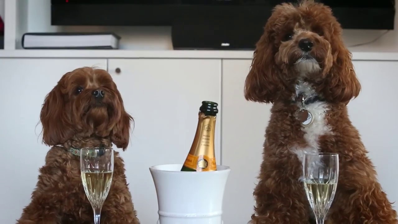 #instadog