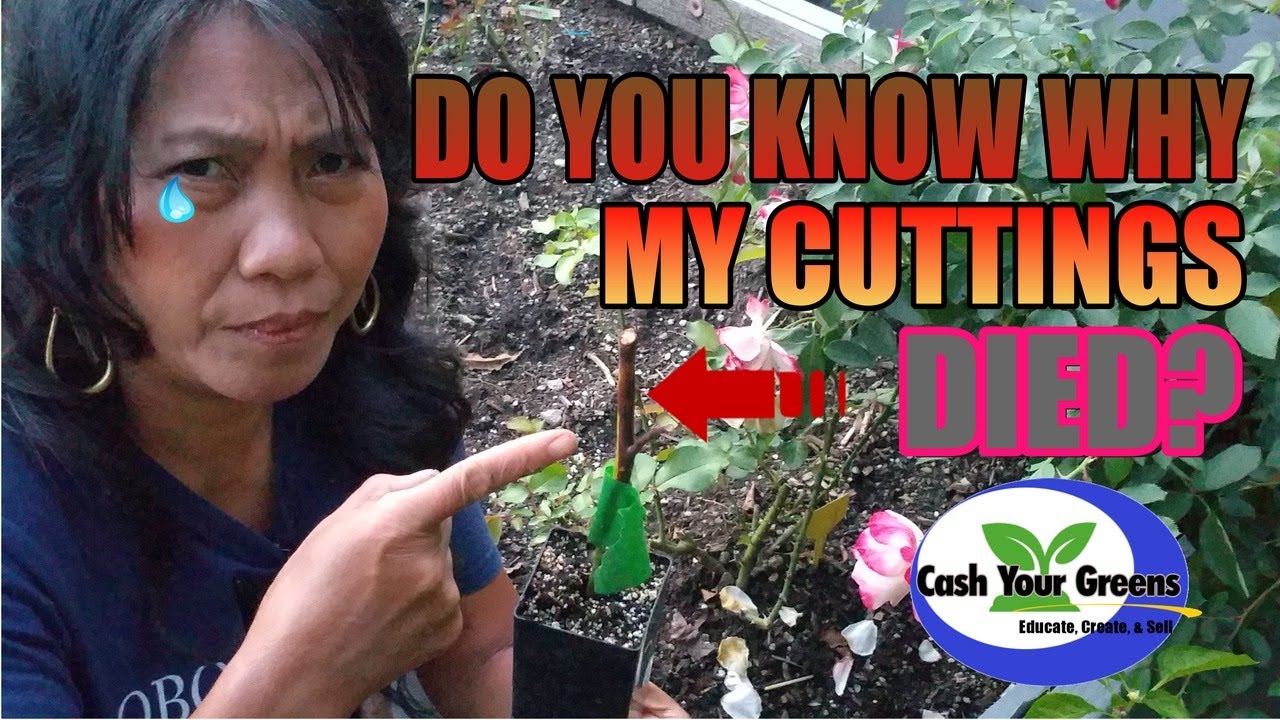 DO YOU KNOW WHY YOUR CUTTINGS DON'T ROOT? / Here are the reason and the correct way to propagate.