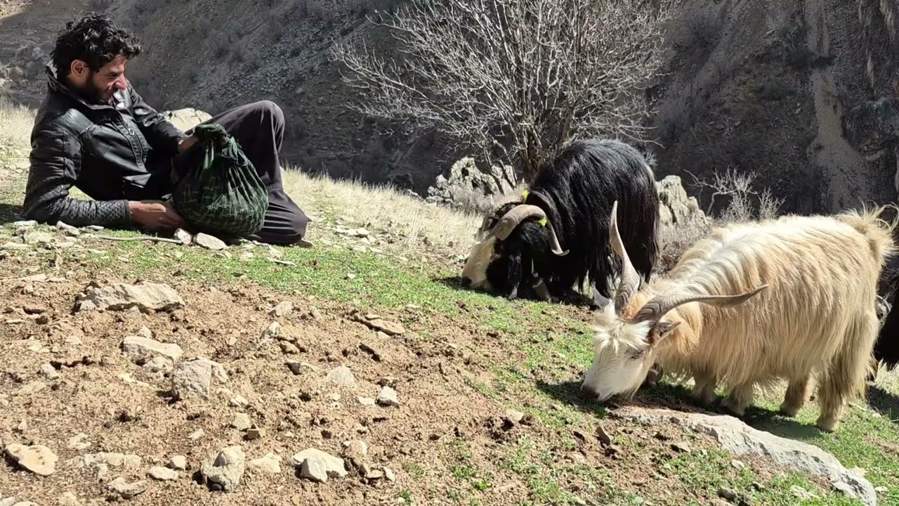 Hatam lives a harsh life in the mountains after returning from his homeland.💛💚