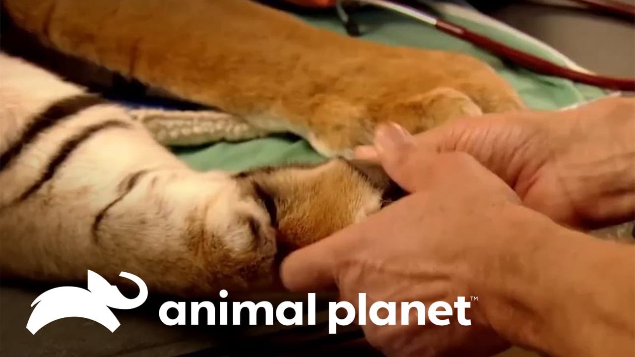 El dr. Jeff atiende a animales poco convencionales | Dr. Jeff, Veterinario | Animal Planet