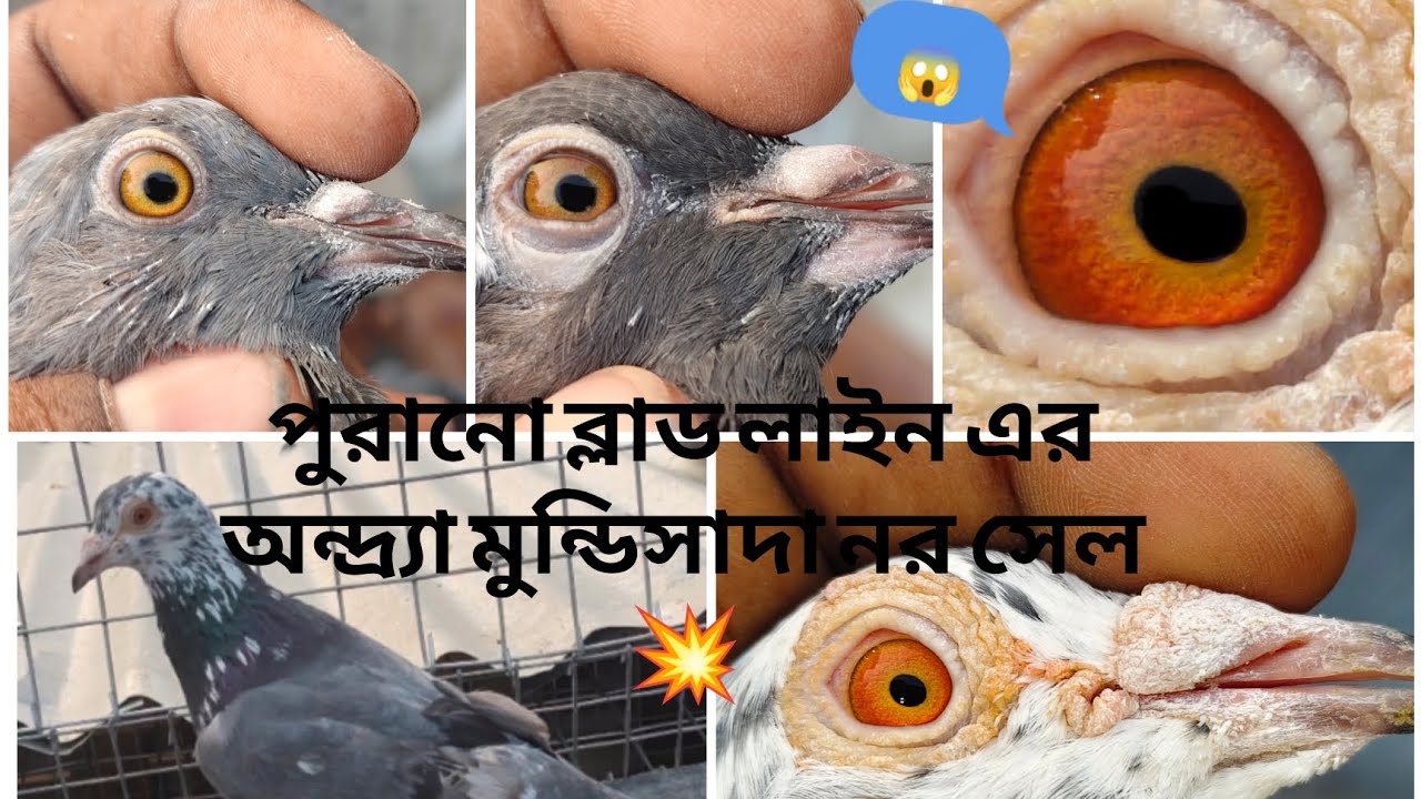 অন্ধ্র নর সেল ❤️20/1/2026॥ 7601967856 watsapp and call 🙂
