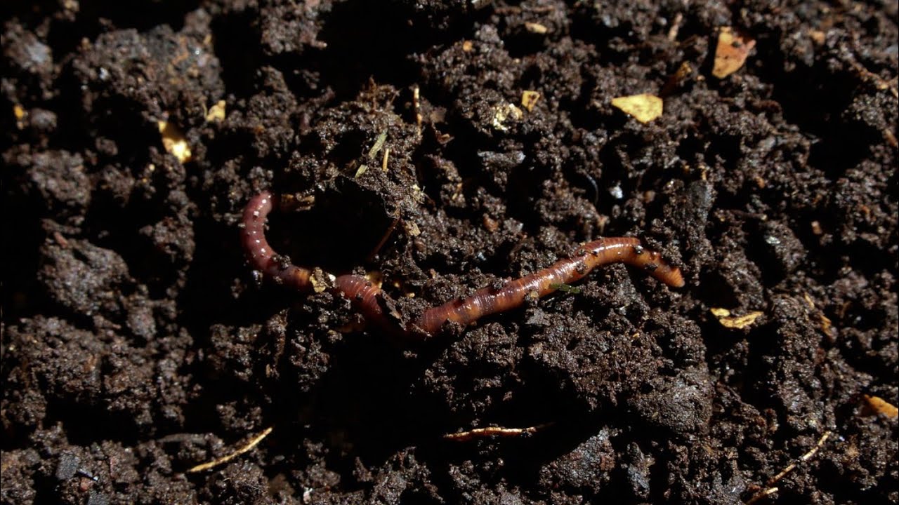 Collecting compost from the woods NATURE best compost