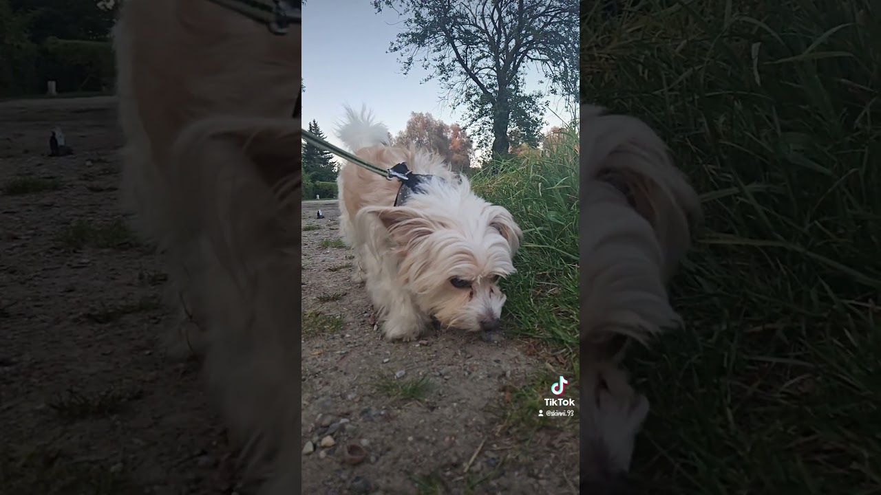 Mein treuer Begleiter ❤️ / Tiktok Clip...