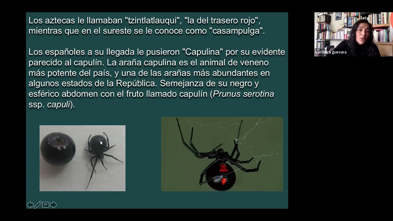 5  Latrodectus y Loxosceles