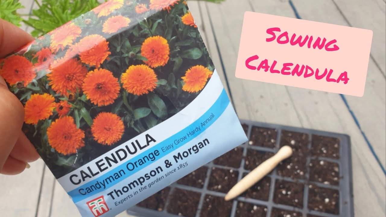 Autumn Sowing of Calendula