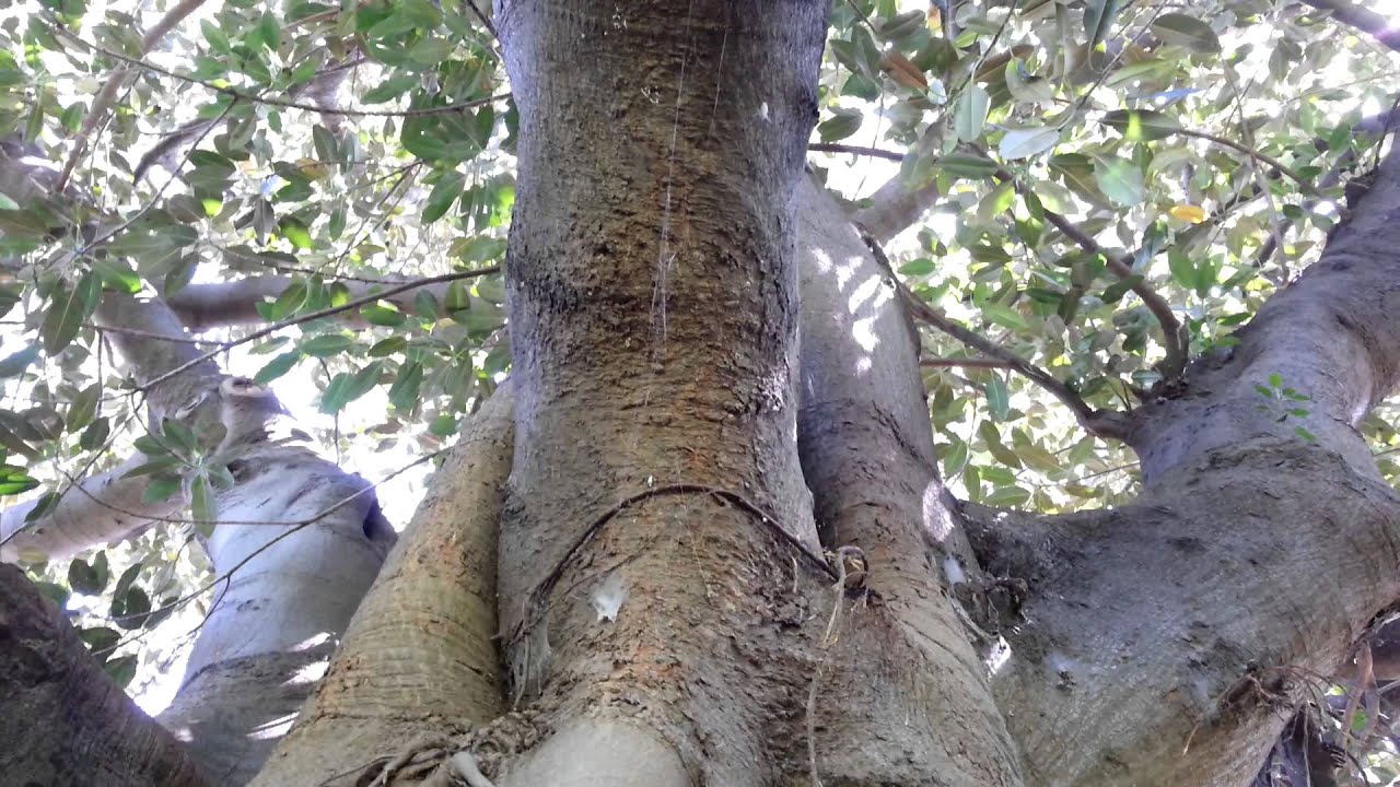 Ficus Macrophylla - Moreton Bay Fig - Ficus Gigant - Top 10 Bonsai HD 13
