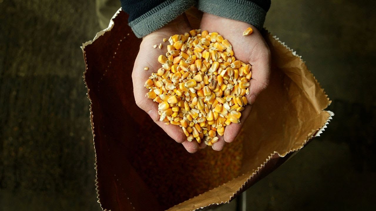 Genetically Engineered Food Isn't As Evil As You Think It Is