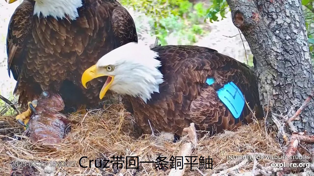 Fraser Point Eagle: Cruz brings back a copper rockfish --2025 03 27