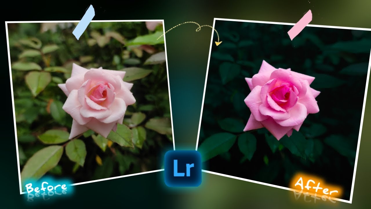 Lightroom rose photo editing.(moody rose editing).#pinkrose