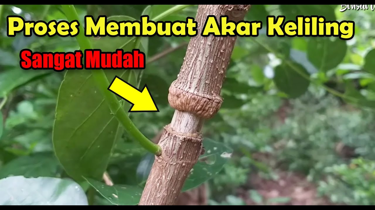 Cara Baru Membuat Bonsai Sancang Akar Keliling dengan Cangkok Angin 