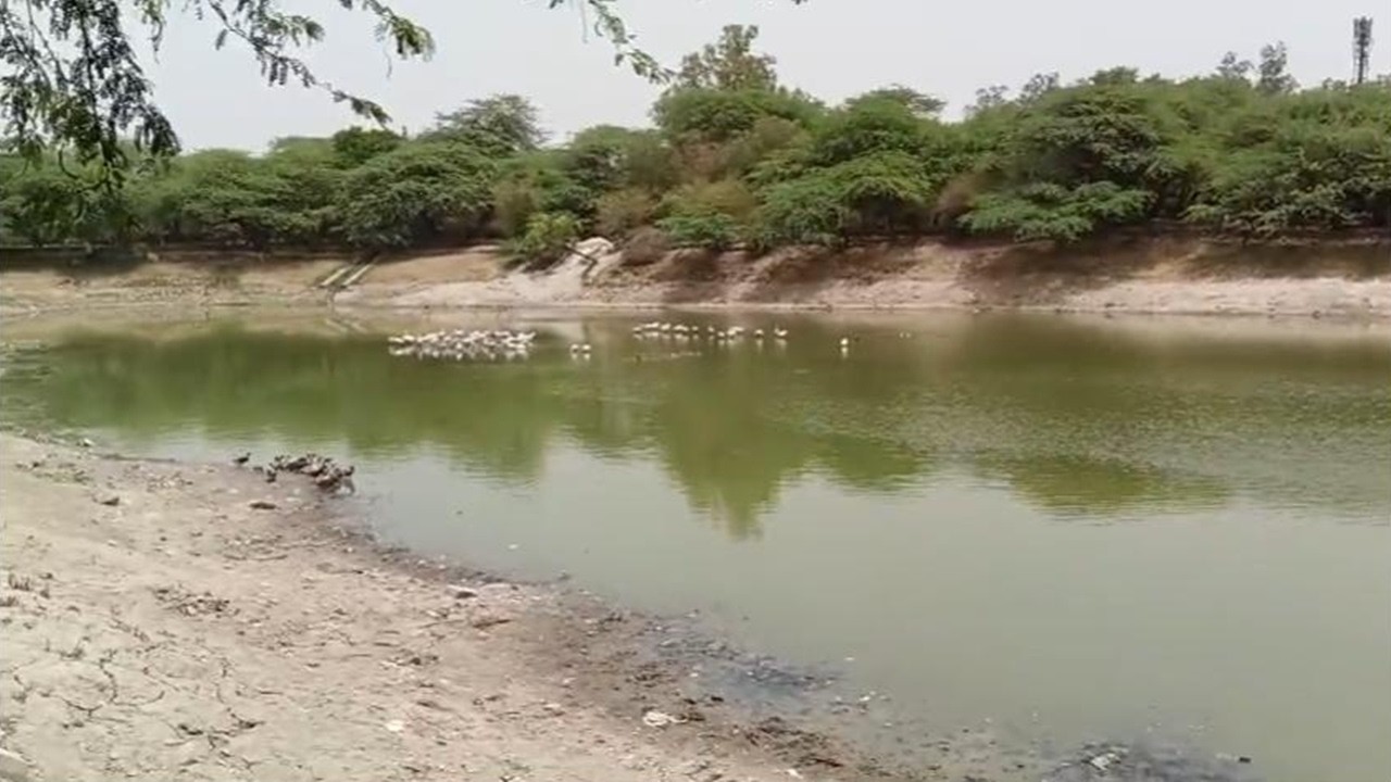 Heat has become a disaster for fish in Delhi | Sanjay Lake | New Delhi