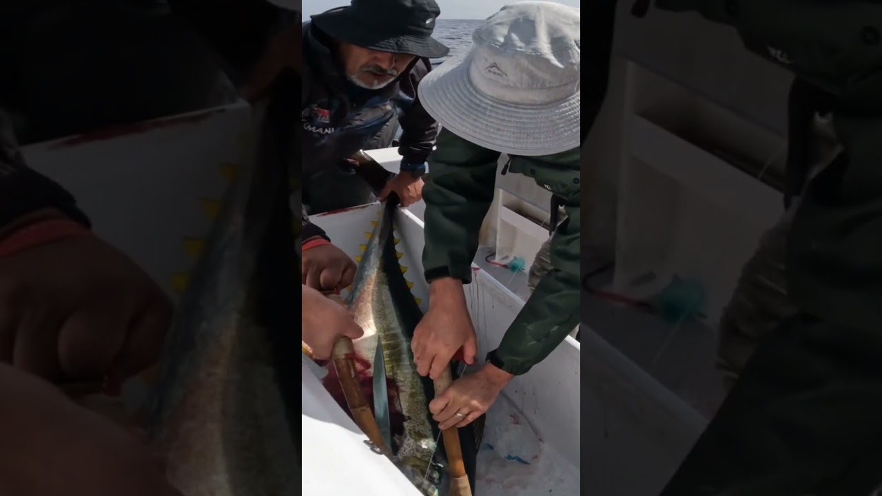 Warning⚠️ BIG Fish alert 🚨 🎣 #fishing #capepoint #fish #tuna ￼