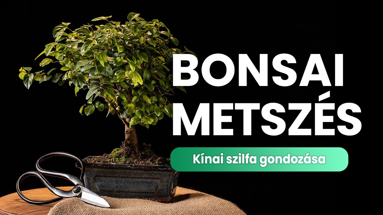 Bonsai metsz&eacute;s &eacute;s &ouml;nt&ouml;z&eacute;si tan&aacute;csok - kert&eacute;szeti tan&aacute;csok