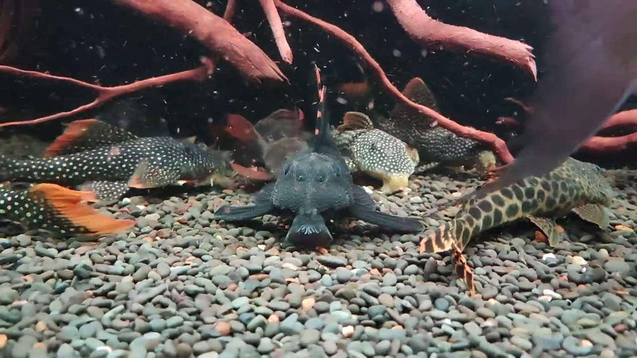 L welse ,Pleco Tank