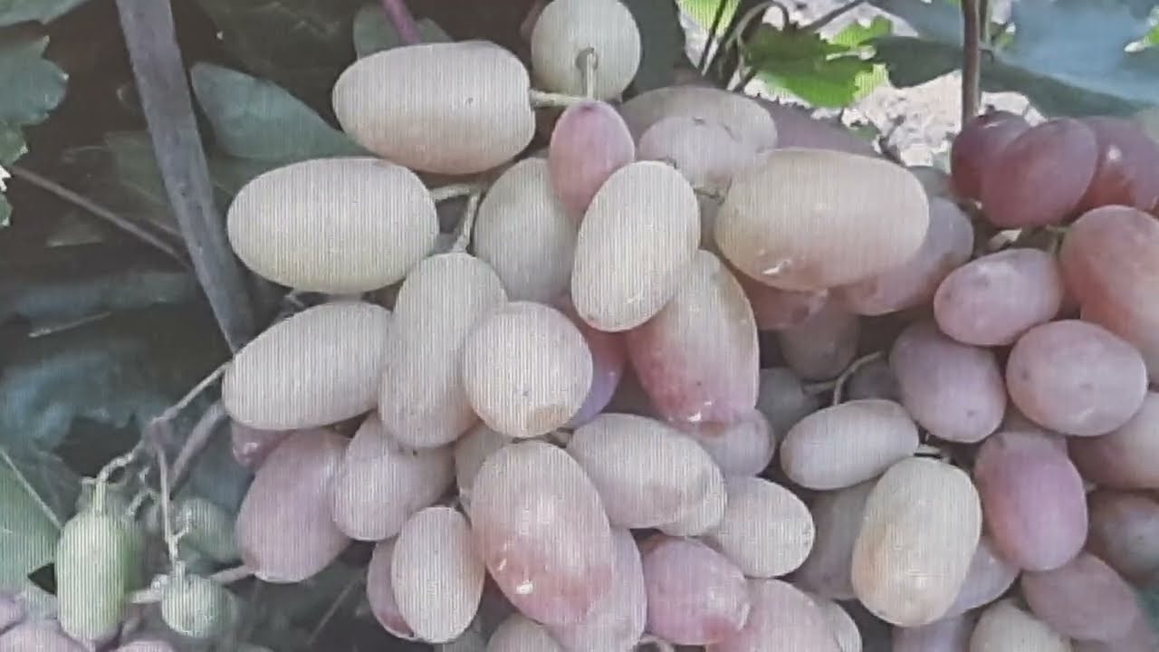 Неустойчивые к заболеваниям столовые сорта винограда, как это определить , что нужно учитывать