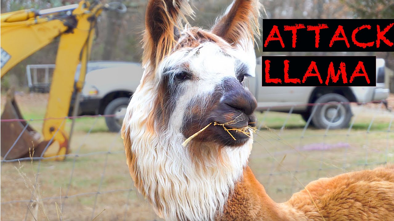 I Got a Llama to guard my animals!