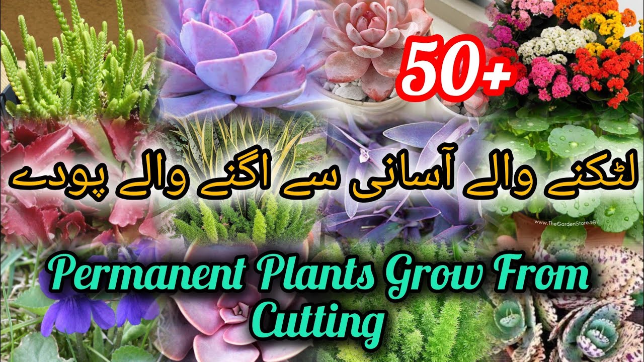 50+ Permanent Plants Grow From Cutting | Best Hanging Plants Grow From cutting 