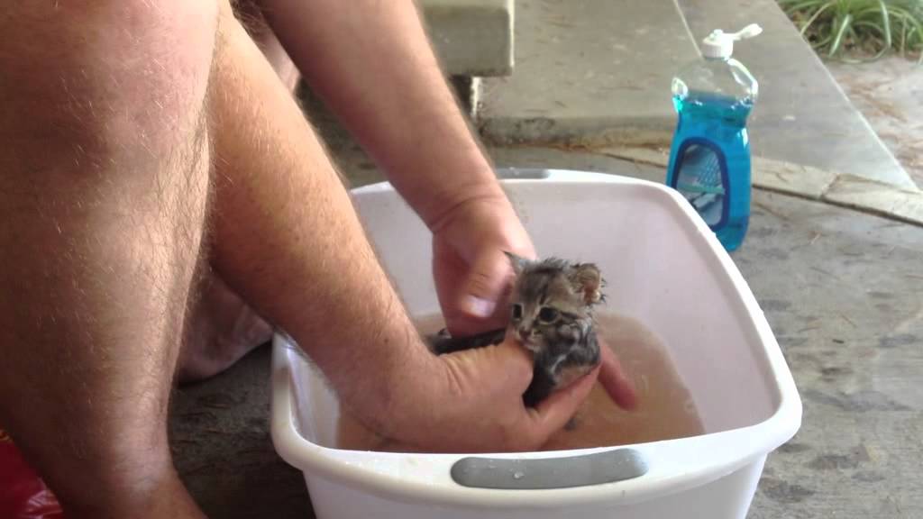 Washing The Kitten